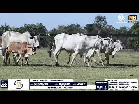 2� DE OLHO NA FAZENDA NELORE SESMARIAS