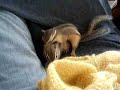 Chipmunks attack