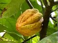 Discover Dominica with Calibishie Lodges. Discover Dominica with Calibishie Lodges.