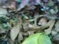 castane castane