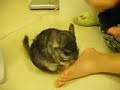 my naughty chinchilla girl