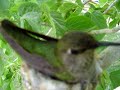 Humming bird nest March 29 2007 #2
