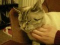 My housesmate's cat