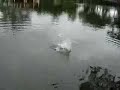 Landing a Giant Siamese Carp in Thailand. Landing a Giant Siamese Carp in Thailand.