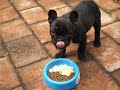 Bodhi the French Bulldog : Breakfast al fresco