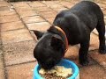 Bodhi the French Bulldog : Breakfast al fresco