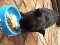 Bodhi the French Bulldog : Breakfast al fresco