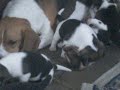 beagle puppies playing
