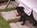 My dogs having fun!