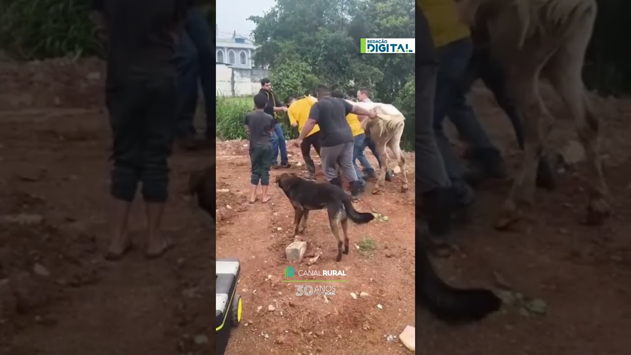 Cavalo agoniado é resgatado em Guaianases, na Zona Leste de São Paulo