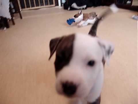 american staffy
