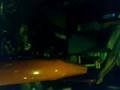 calle bailando en el shop de devoto =$