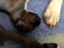 pups2