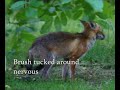 Red Foxes - Facts and Behaviour
