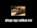 Magyar-finn nyelvi kapcsolatok 2 !