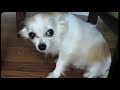MIO DIO PERDONATELI VI PREGO! Compilation di cani Colpevoli http://www.youtube.com/watch?v=BtlB00aH-bc