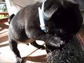 Maximus  with his new toy