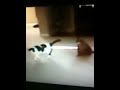 Cat UFC!!!