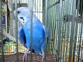Click here to watch this video 0524ぎん、羽根広げて毛繕い xvid