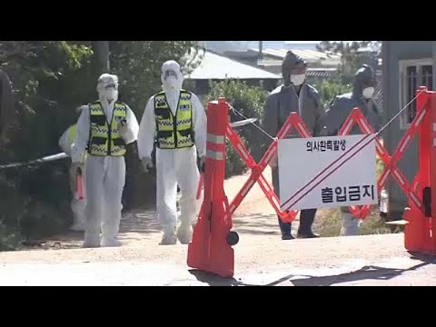 Afrikanische Schweinepest breitet sich in Sdkorea we ...