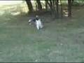 videos de Draco  Sushi and Willie