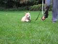 Chester's First Walk
