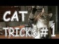CAT TRICKS