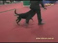 lomas de zamora kennel club 03/03