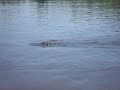Louisiana alligator eating marshmallows Louisiana alligator eating marshmallows