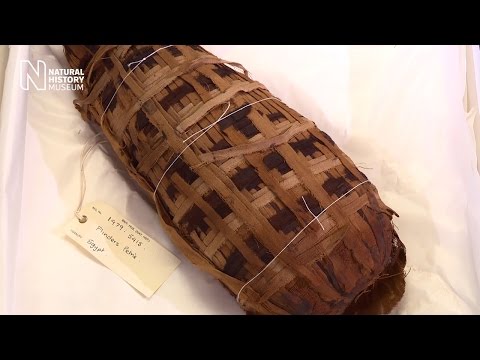 How to unwrap an animal mummy without touching it