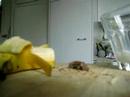 Banana - Chocolate - Milk... ghost