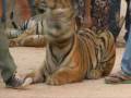 Animal cruelty at the Kanchanaburi Tiger Temple in Thailand