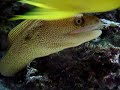 Banana Eel Banana Eel