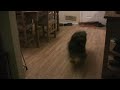 Rio, Australian Shepherd, Blue Merle, Aussie, sliding across floor, puppy