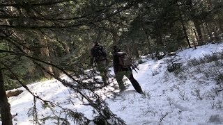 Programme Petites chouettes de montagne et forêt anciennes