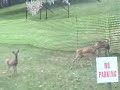 DEER(S) MEET FENCE HEAD ON DEER(S) MEET FENCE HEAD ON