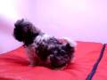 videos de Shih Tzu Hembra COV REF:149