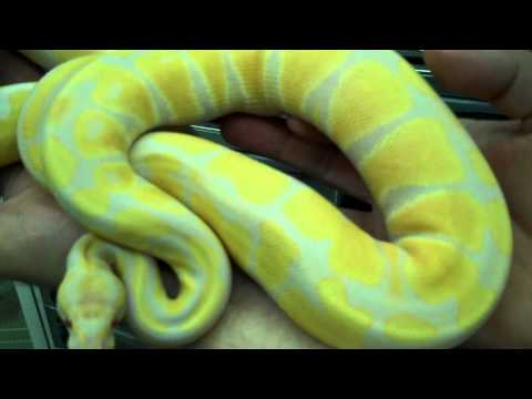 YouTube reptile video
