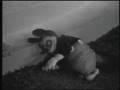 katzenmaus