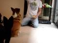 Butterball Likes to Play with Tennis Balls
