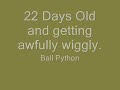 22 Day Old Ball Python Eggs