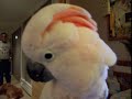 bogie-as-an-eagle.html