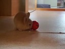 Bisouille