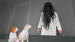 Dogs Give ‘The Ring' Girl a Makeover: Funny Dogs Maymo & Potpie vs Girl from 'The Ring' Prank by Maymo