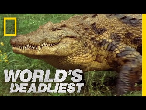 nile crocodile