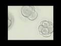 Embryo lab Incubator