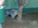 Koalas