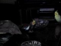 my cockatiels happy jump