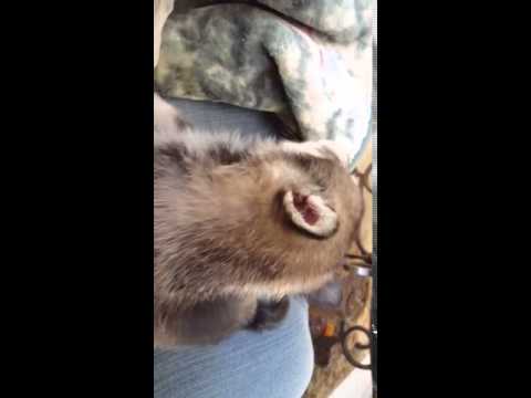 Glory loves to howl and be with people of all ages.