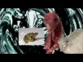 Walltrix TurkeyComedy Sexy Techno VS Pitbull http://www.youtube.com/watch?v=BuYCDdfov_c